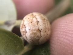 Allokermes cueroensis