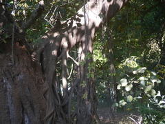 Ficus drupacea