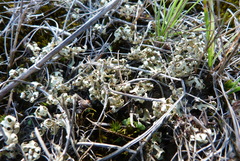 Xanthoparmelia semiviridis