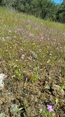 Leptosiphon ambiguus