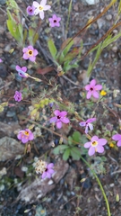 Leptosiphon ambiguus