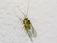 Stenopsocus immaculatus
