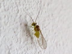 Stenopsocus immaculatus