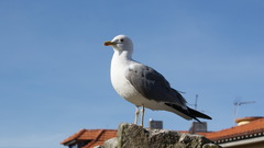 Larus michahellis