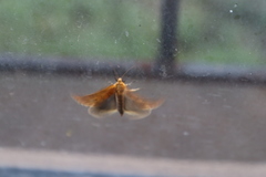 Chrysoecia atrolinea