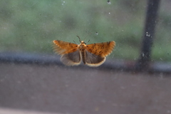 Chrysoecia atrolinea