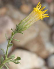 Pegolettia retrofracta