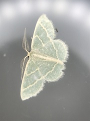 Chlorochlamys appellaria