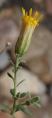 Pegolettia retrofracta