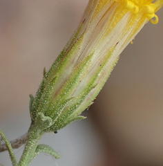 Pegolettia retrofracta