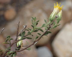 Pegolettia retrofracta