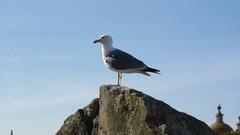 Larus michahellis