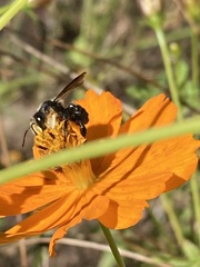 Megachile xylocopoides