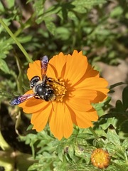 Megachile xylocopoides
