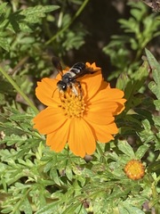 Megachile xylocopoides