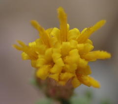 Pegolettia retrofracta
