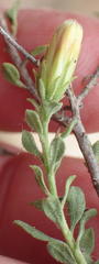 Pegolettia retrofracta