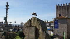 Larus michahellis