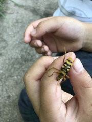 Chlorophorus quinquefasciatus