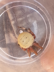 Neoscona rufipalpis