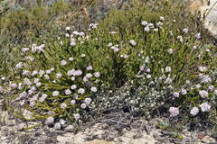 Sorocephalus lanatus