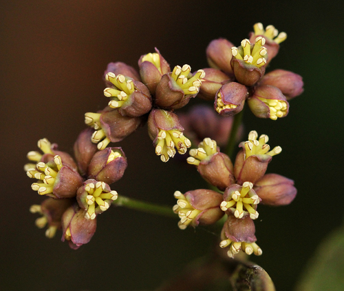 Limaciopsis loangensis image