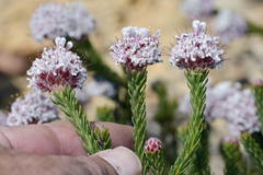 Sorocephalus lanatus