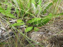 Parinari capensis capensis