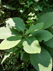 Ehretia dicksonii