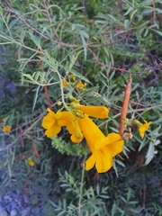 Tecoma stans angustata