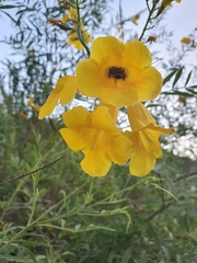 Tecoma stans angustata