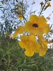 Tecoma stans angustata