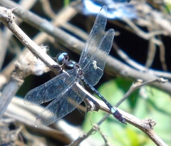 Macrothemis pseudimitans