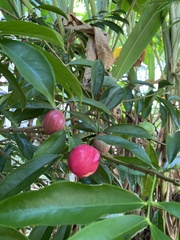 Phaleria macrocarpa