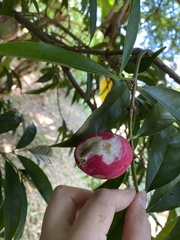 Phaleria macrocarpa