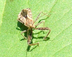 Harpactorinae