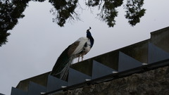 Pavo cristatus