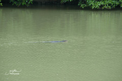 Varanus salvator macromaculatus