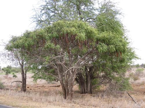 Long-pod-cassia (Cassia abbreviata)