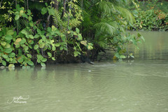 Varanus salvator macromaculatus