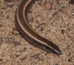 Scelotes bidigittatus