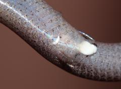 Scelotes bidigittatus