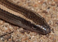 Scelotes bidigittatus