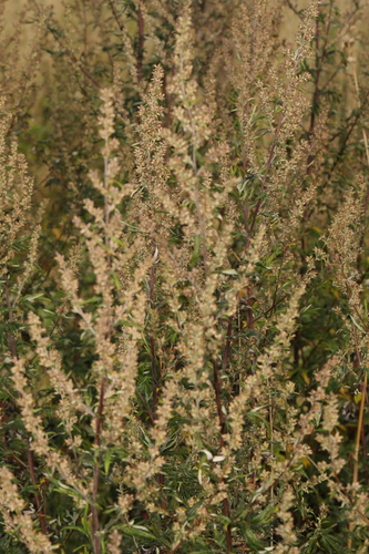 Common mugwort (Artemisia vulgaris): origin and uses — photo 5