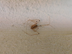 Scytodes longipes