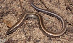 Scelotes bidigittatus