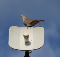 Streptopelia decaocto