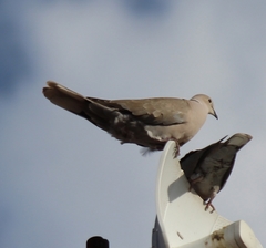Streptopelia decaocto