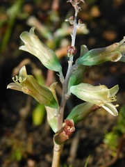 Lachenalia orchioides