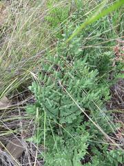 Cheilanthes viridis viridis